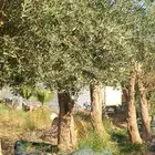 زيتون كبير حسب كلب ازبون ونخيل وشنطن