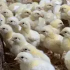صوص لاحم