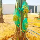 نخل مثمر نخيل نقايل فسايل جثايث