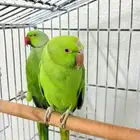 ببغاء جوز نص اليف مع القفص