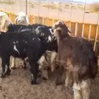 طليان للبيع