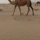 ناقتين حمر عوادي من 3800 تم البيع