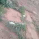 مزرعه صيد متكامله بام شيح