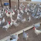 دجاج فيومي المنيوم بياض للبيع العمر سنه تقريبا محصن وماخذ