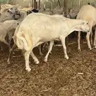 30 ضان دفيع