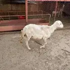 نعجه بلدي ابنها مات عمره فوق الشهرين