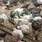 السلام عليكم ورحمة الله وبركاته  سيتم بيع هذه الفراخ.