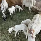 القصيم البدايع دهيماء