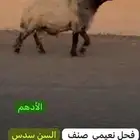 فحل طيب لون جبار كسره راس طيبه للبيع
