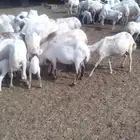 ضان رفيديات