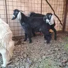 ذبائح تيوس طليان نجدي