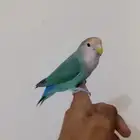 زوج روز أليف للبيع المستعجل