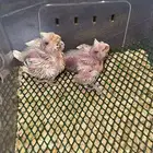 فروخ كروان البينو صافي وفروخ روز