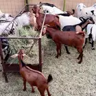 تيوس بلدي شرط ونظييفه