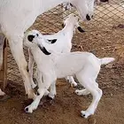 عنز منتوج