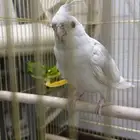 للبيع كروان اليف ذكر