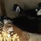 جفرات عوارض ومشاريك