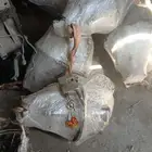 كرونات جميع أنواع السيارات ياباني أمريكي كوري