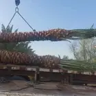 نخل عربي ونخل واشنطني