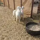 طليان 2ورخل وحده حقت مندي