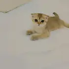 قط سكوتش فولد قولد للبيع