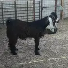 تيوس جذعان فحول