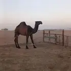 قعود دبياني