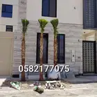نخل عربي وشنطني لبيع