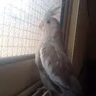 انثى كروان للبيع