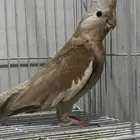 جده أبرق الارغامه