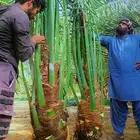 جثايث نخل القصيم نخل للبيع صقعي مجدول سكري ونانه لبانه فحول