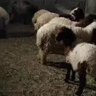 ذبيح بأسعار مناسبة