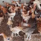 دجاج بلدي بشاير الوان فواتح