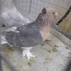 للبيع انثى اورفلية دبل كرست