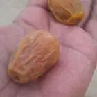 تمر