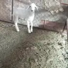 العدد  1 العمر  شهرين ونص الموقع  وادي الفرع جنوب المدينه ل