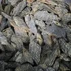 عود البنغالي الطبيعي