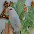 للبيع ببغاء الروز أليف لعوب
