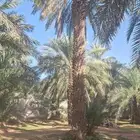 نخل عربي وواشنطنيا وأشجار الزينه