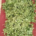 عشبة القبار أوراق وأغصان