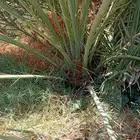 نخل مثمر نخل القصيم نخل للبيع صقعي مجدول سكري ونانه لبانه عج