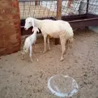 رخله خلفه طيبه