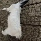 تيس عمرة 5 شهور
