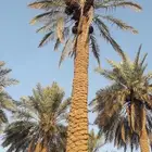 عماله في مجال النخيل