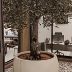 زيتون مثمر منظر جميل