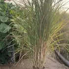 حلفاء و بانسيتام احمر و اخضر