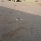 أعرض لكم غنم سواكن