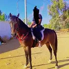 حصان واهو