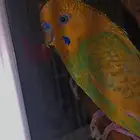 طيور الحب للبيع انثى وذكر عل سوم