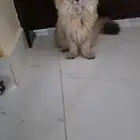 قطة فولد أنثى للبيع